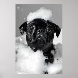 Póster Pug Divertido en Bañera Imprimir, Baño Caprichoso