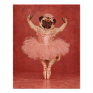 Póster Pug gruñón bailarina en tutú rosa