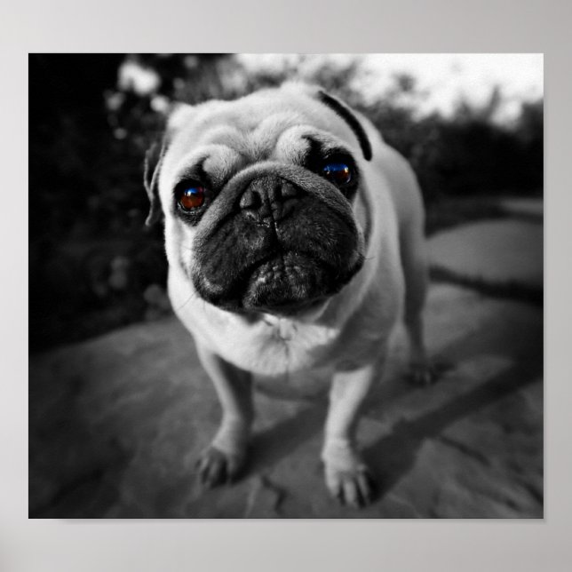 Póster Pug guapo (Frente)