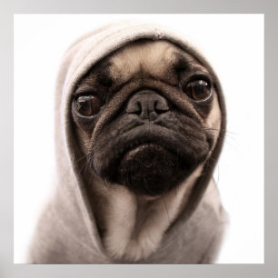 Póster Pug In A Hoodie