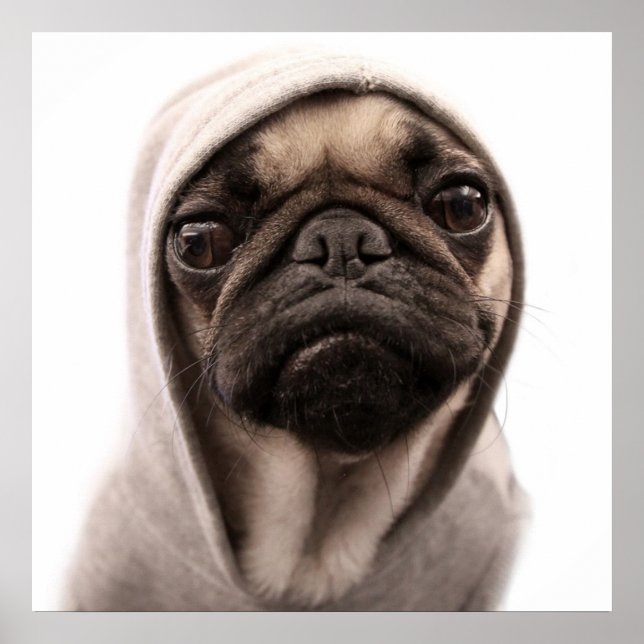Póster Pug In A Hoodie (Frente)