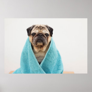 Póster Pug in a Towel