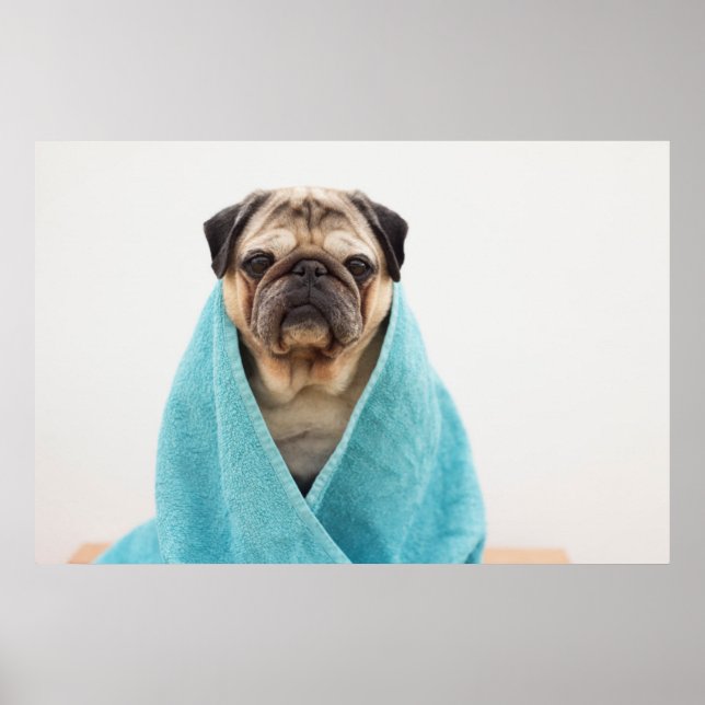 Póster Pug in a Towel (Frente)