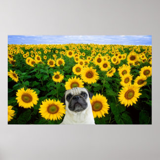 Póster Pug in sunflowers canvas print