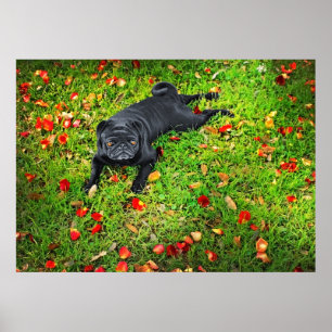 Póster Pug in the park