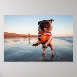 Póster Pug jugando a pelota en la playa