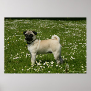 Póster Pug jugando en las flores