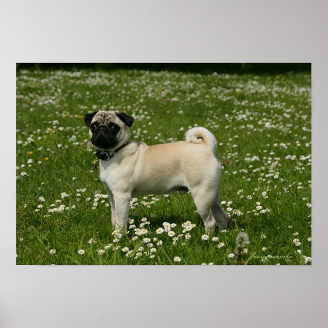 Póster Pug jugando en las flores (Frente)