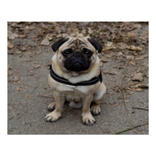 Póster Pug muy serio