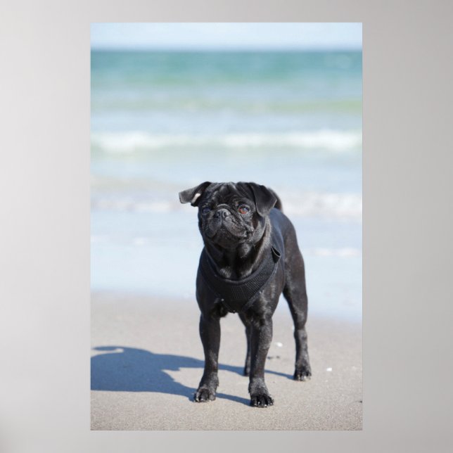 Póster Pug Negro Sobre La Playa (Frente)