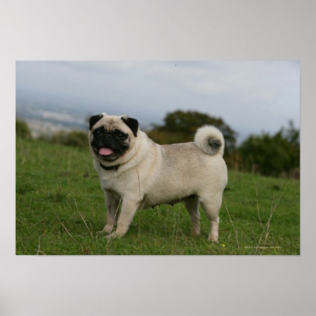 Póster Pug Panting (Frente)