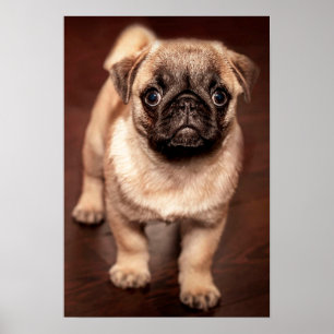 Póster Pug Puppy