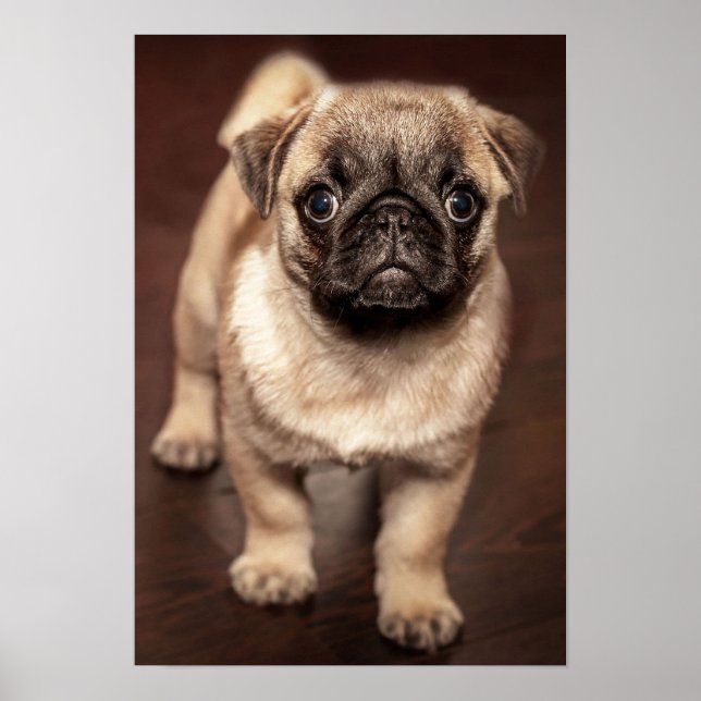 Póster Pug Puppy (Frente)