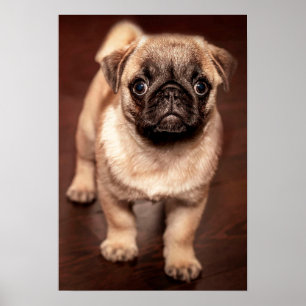 Póster Pug Puppy
