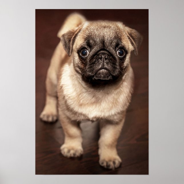 Póster Pug Puppy (Frente)
