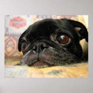 Póster Pug Puppy Black Face