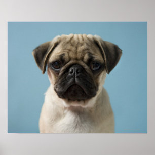 Póster Pug Puppy Con Fondo Azul