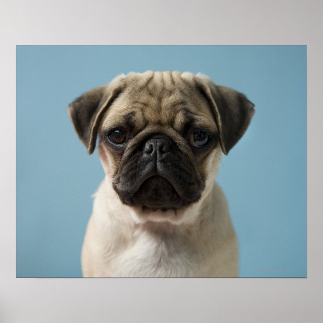 Póster Pug Puppy Con Fondo Azul (Frente)