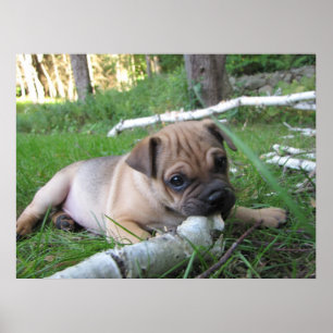 Póster Pug/Sharpei Puppy Print