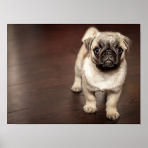 Póster Pug Super Adorable