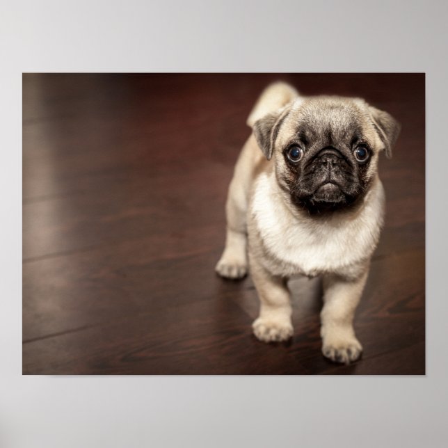 Póster Pug Super Adorable (Frente)
