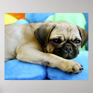 Póster Pug tendido sobre almohadas