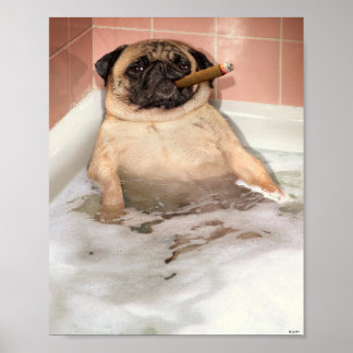 Póster Pug Tomando Baño De Burbujas