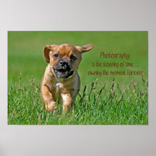 Póster Puggle en fuga