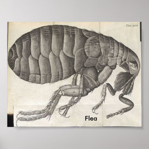 Póster pulga, pulga