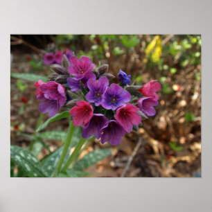 Póster pulmonaria raspberry splash print