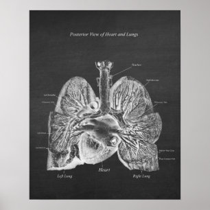 Póster Pulmones Anatomía del Corazón Art Decor Vista Post