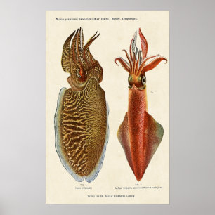 Póster Pulpo 1913 del und de la sepia