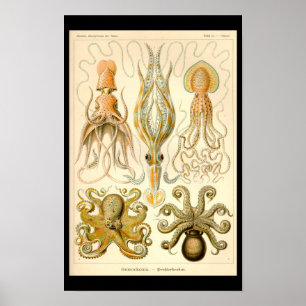 Póster Pulpo Calamar Cefalópodo Marino Naturaleza