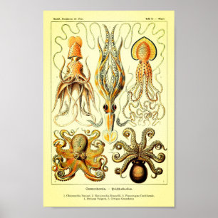 Póster Pulpo de Ernst Haeckel