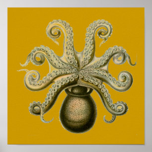 Póster Pulpo Haeckel