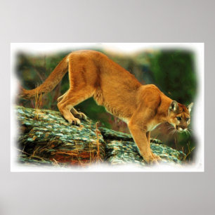PÓSTER PUMA