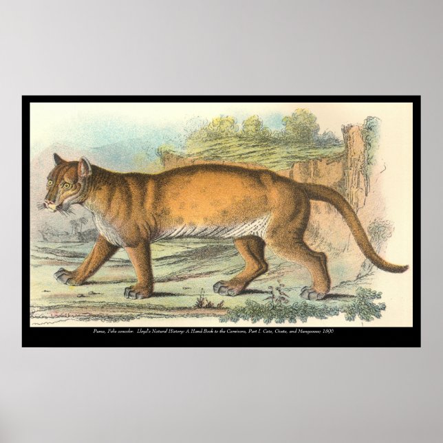 Póster Puma (Frente)