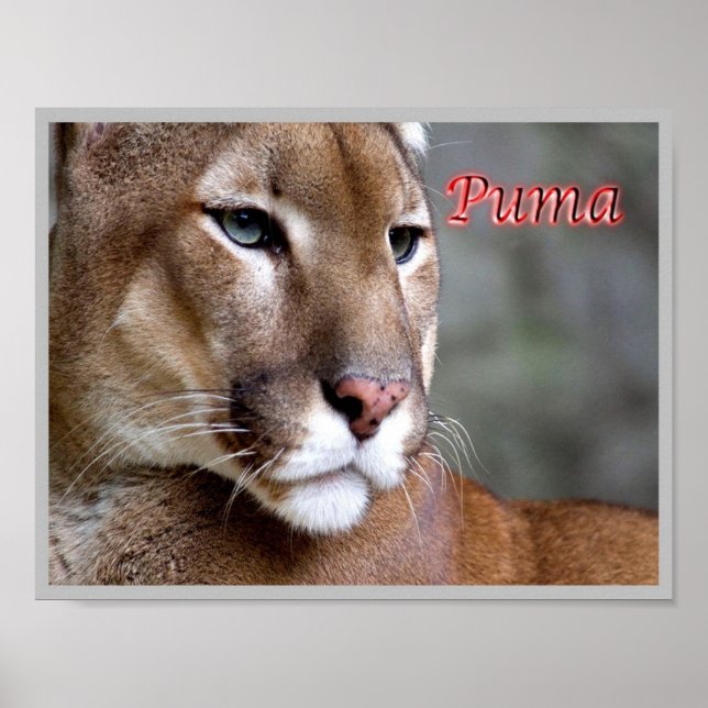 Póster Puma argentina - (Frente)