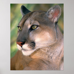Póster Puma, California