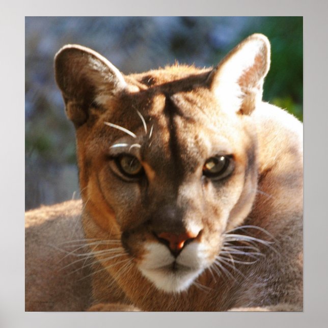 Póster Puma Closeup (Frente)