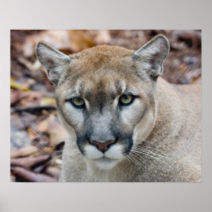 Póster Puma, león de montaña, pantera de la Florida, puma