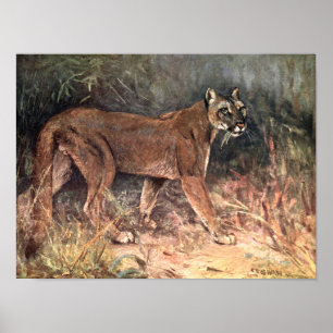 Póster Puma Montés, Puma o León de Montaña por CE Swan