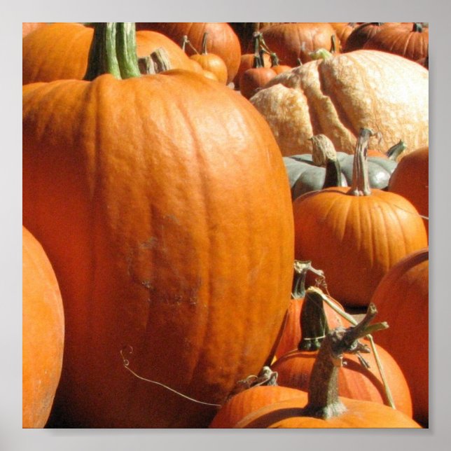 Póster Pumpkins (Frente)