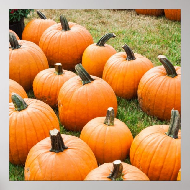 Póster Pumpkins for Sale at a Farmer's Market (Frente)