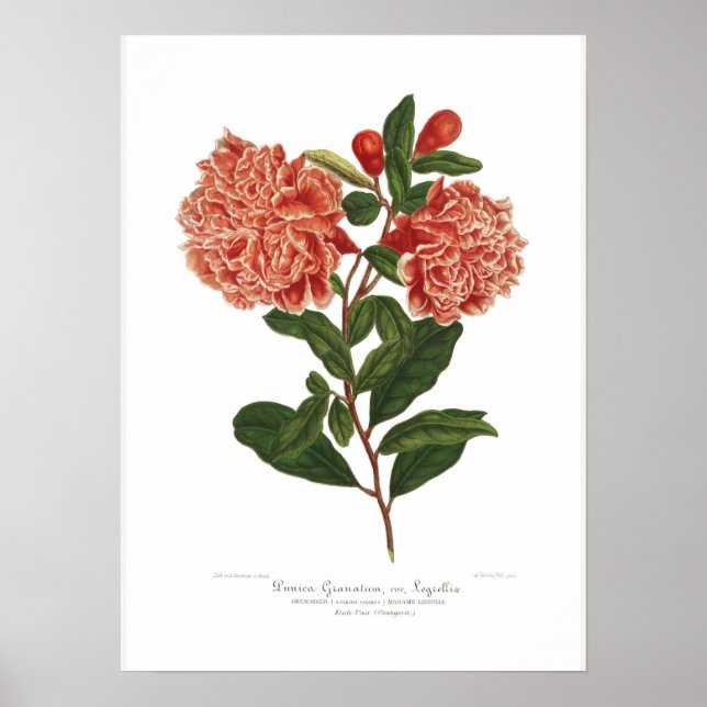 Póster Punica granatum (Frente)