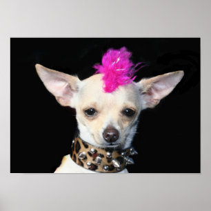 Póster Punk Chihuahua Poster