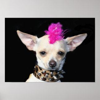 Póster Punk Chihuahua Poster