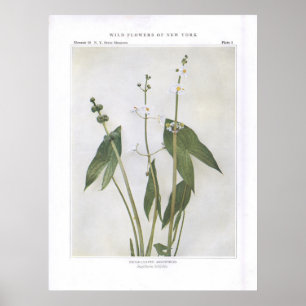 Póster Punta de flecha hojosa - latifolia del Sagittaria