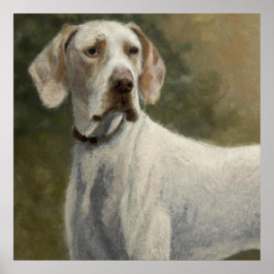 Póster Puntero de Ariege - Retrato de Perro