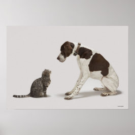 Póster Puntero mirando hacia abajo al gato